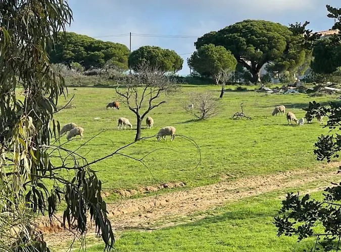 Alfeli-ap * Olhos de Agua (Albufeira)